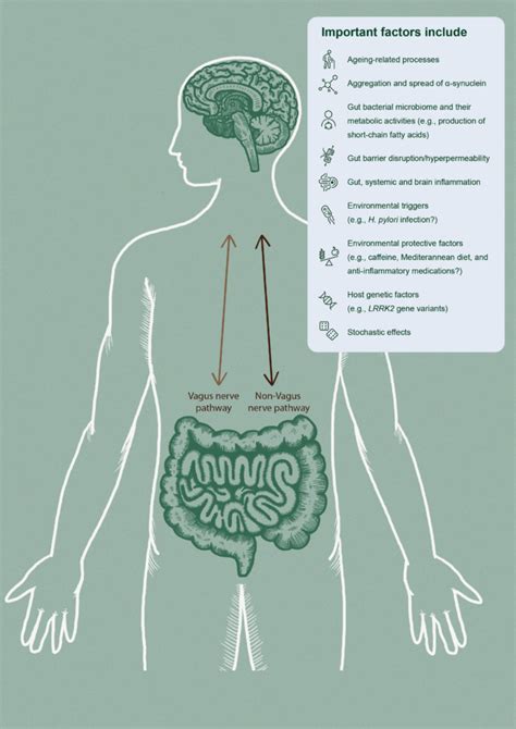 Bidirectional Interplay Between The Brain And The Gut In Parkinsons