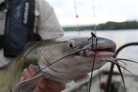 Channel Catfish Spawn Brings Hot Fishing For Bank Anglers Kentucky