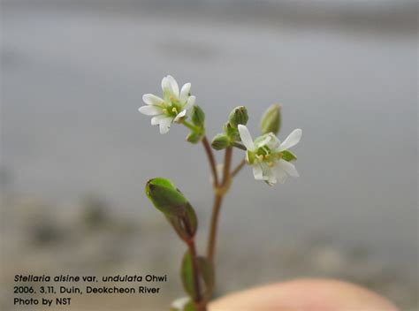 벼룩나물stellaria Alsine Var Undulata Ohwi 네이버 블로그