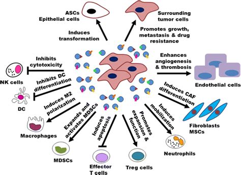 The Role Of Exosomes In Cancer Drug Resistance Exosome Rna Zohal