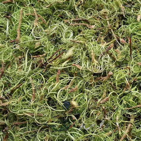 Moss Pictures - Moss Wall Design - Moss Walls and Moss Pictures made in