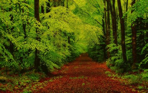 Forest wallpaper | nature and landscape | Wallpaper Better