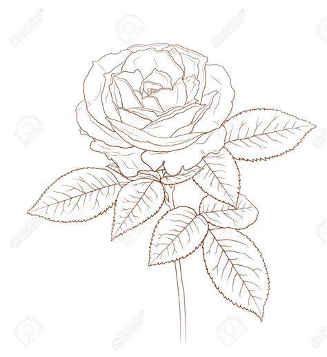 Detailed Rose Drawing at GetDrawings | Free download