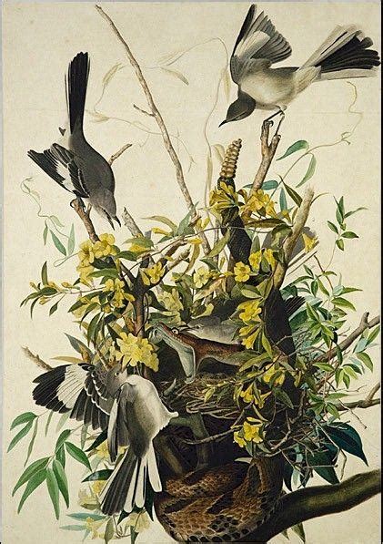 john james audubon famous paintings for sale | john james audubon ...