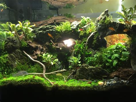 Pin By Robert Jurgielewicz On Aqua Aquascape Aquarium Aquascape