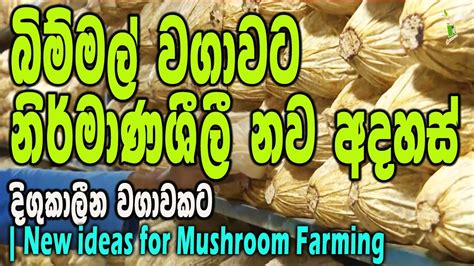 බිම්මල් වගාවට නිර්මාණශිලී නව අදහස් Innovations In Oyster Mushroom