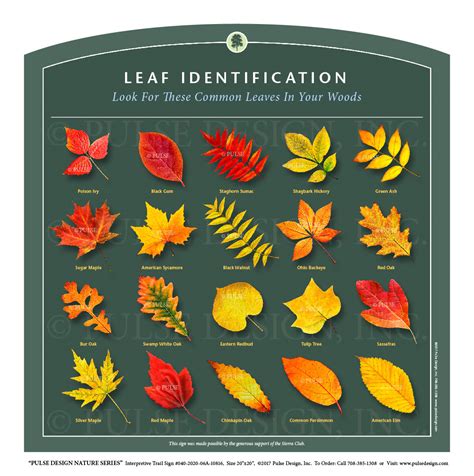 Deciduous Leaves Types