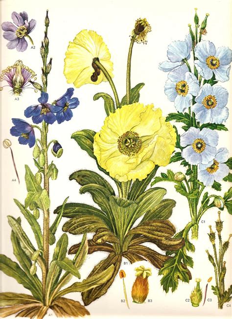 Vintage Botanical Print Wild Flower 1970 Art Print Book PLATE