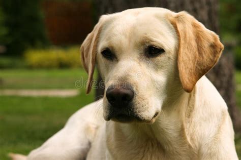 拉布拉多猎犬黄色 库存图片 图片 包括有 纵向 活动家 前面 奶油 愉快 实验室 金黄 确定 24514017