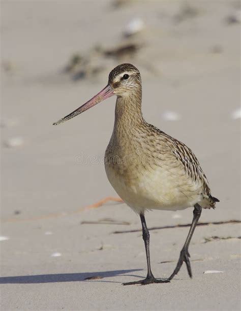 Bar Tailed Godwit Limosa Lapponica Stock Image Image Of Migration