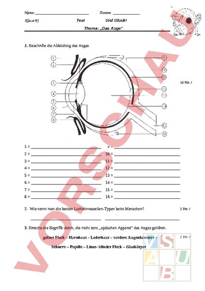 Arbeitsblatt Test Zum Auge Biologie Anatomie Physiologie