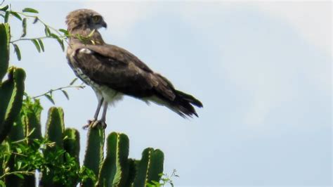 Hawks Kites And Eagles In Uganda Accipitridaes African Birding Trips