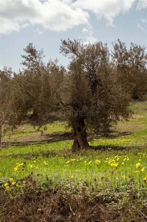 Olive Tree Grove On Hills In Spring Time With Blossom Of Yellow Wild