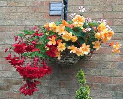 Top 5 Plants For Hanging Baskets Knights Garden Centres