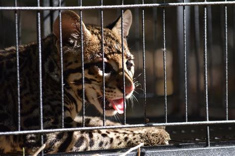 CONANP Y PROFEPA LIBERAN OCELOTE EN EL PARQUE NACIONAL HUATULCO