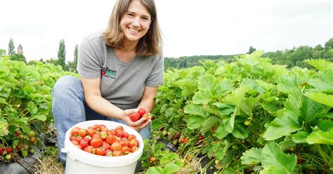 Erdbeeren frisch vom Feld pflücken das sollten Sie beachten