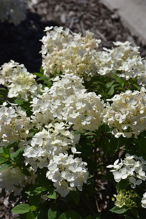 Hydrangea Tiny Quick Fire Applewood Nursery And Landscape Supply