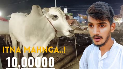 Cow Mandi Hawa Se Bate Kar Rahi Ka Janwar Onth K Size Ka