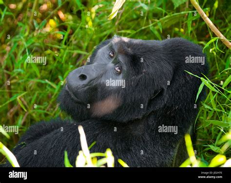 Macho dominante gorila de montaña en la hierba Uganda La Selva