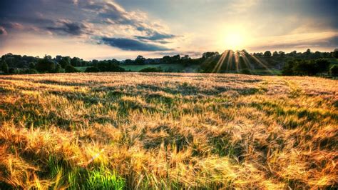 Online Crop Brown Grass Field Nature Field Sunset Grass Hd