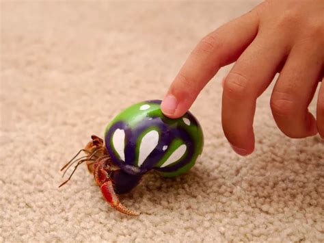 Are Painted Shells Bad For Hermit Crabs VIVO Pets