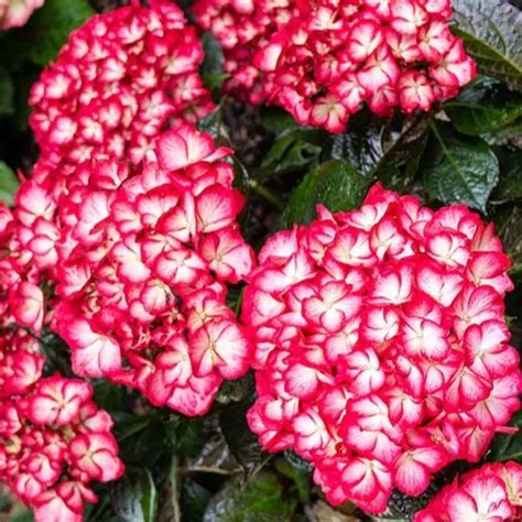 Kimono Bigleaf Hydrangea Hydrangea Macrophylla Hokomabebos Garden