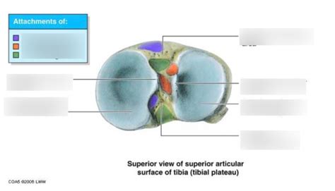 lec  superior view  superior articular surface  tibia diagram