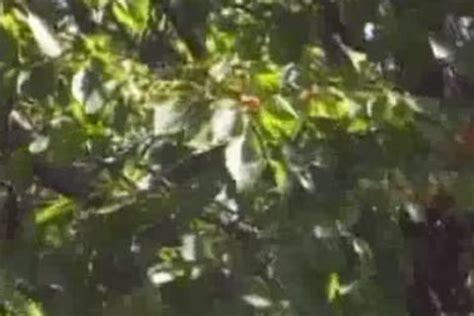 Pizza Gay Porn Videos At Boy 18 Tube