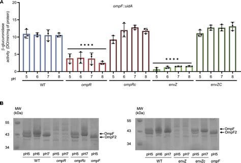 Emergence Of The Dickeya Genus Involved Duplication Of The Ompf Porin