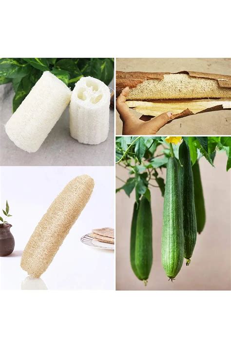 High Quality Loofahloofaluffa Bath Sponges Buy Luffa Bath Sponges