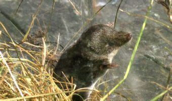 Eurasian Water Shrew - Facts, Venom & Habitat Information