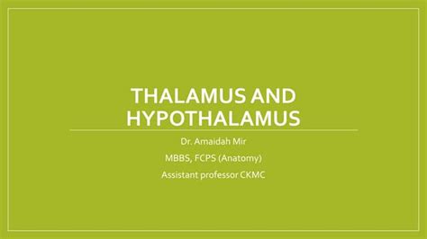 Thalamus And Hypothalamus Ppt