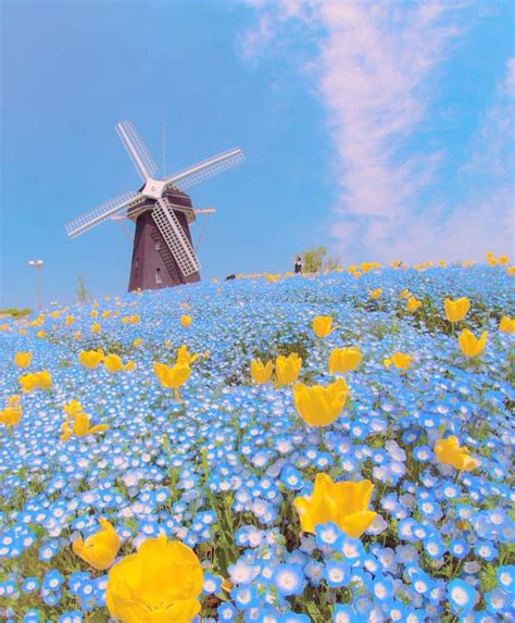 Stunning Blue Flower Field In Japan Goes Viral, Festival Was Cancelled ...