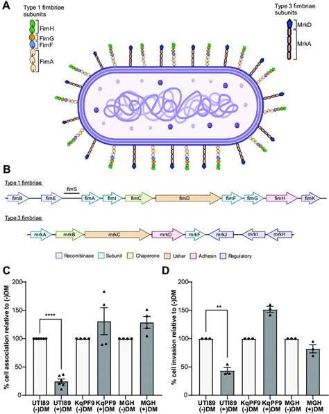 K Quasipneumoniae Association And Invasion To Bladder Epithelial Cells Download Scientific