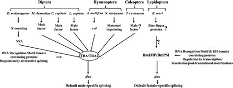 Schematic Diagram Representing The Sex Determination Cascade In The