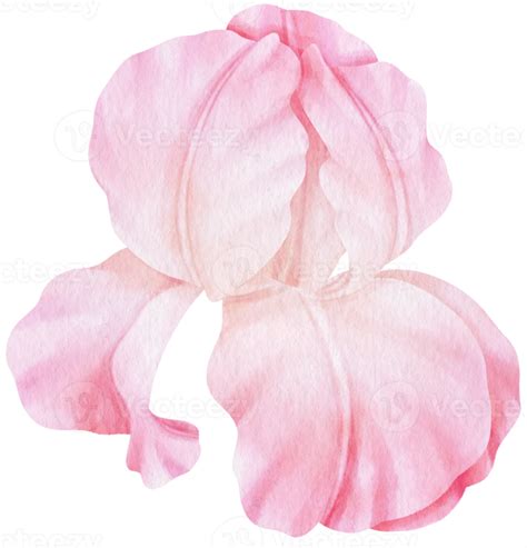 Pink Iris Flowers Watercolor Illustration Png