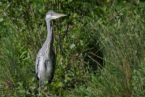 Jeune héron cendré de 2 mois Ardea cinerea Grey heron Flickr