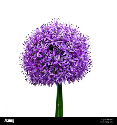 Allium Plant Against White Background Stock Photo Alamy