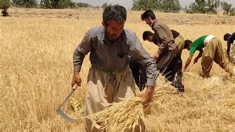 Nomadic Life In Iran Harvesting Wheat By Hand Youtube