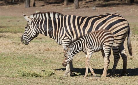 Video Photos Of Zebra Foal Dalia Born At Dubbo Zoo Daily Liberal