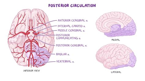 Posterior Cerebral Artery