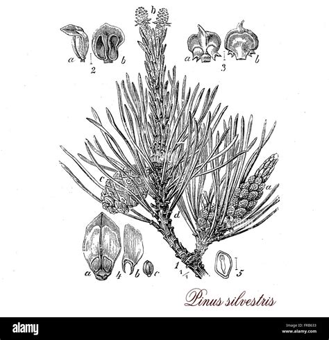 Vintage Print Describing Scots Pine Pinus Sylvestris Evergreen