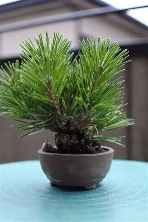 在山上摘幾個松塔回家，花費3年把松子養成優雅的盆景 每日頭條