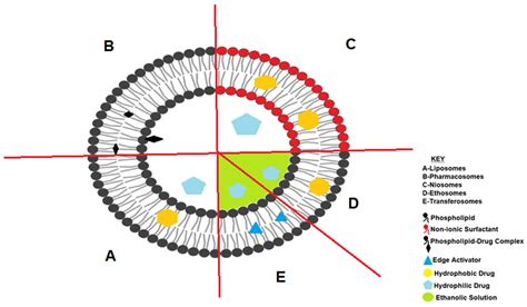 Pharmaceutics Free Full Text Lipid Based Nanocarriers For