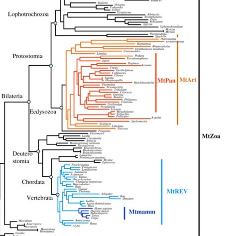 1 Phylogenetic Tree Of The 108 Metazoan Species Used To Infer The