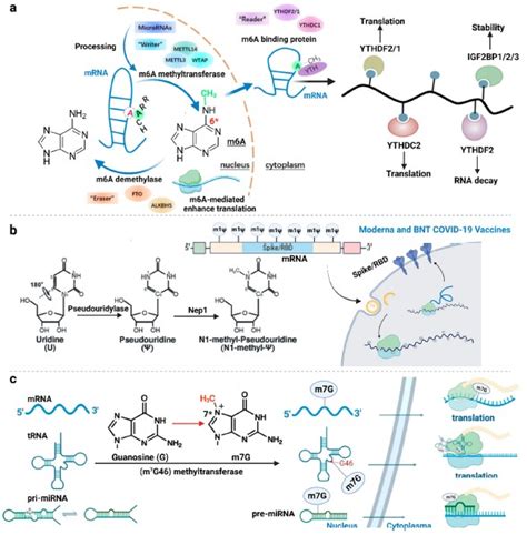 Chem.Rev: Research Progress of the Chemically Modified RNA Therapy ... 
