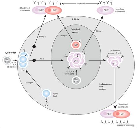 Heterogeneity In The Differentiation And Function Of Memory B Cells Trends In Immunology