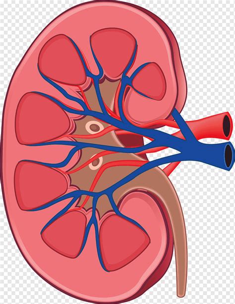 Anatomia Humana Del Rinon Aislada En El Fondo Blanco Vector Premium Images