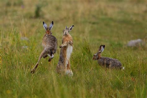 Lagomorphs (Windy Hill Open Space Preserve) · iNaturalist