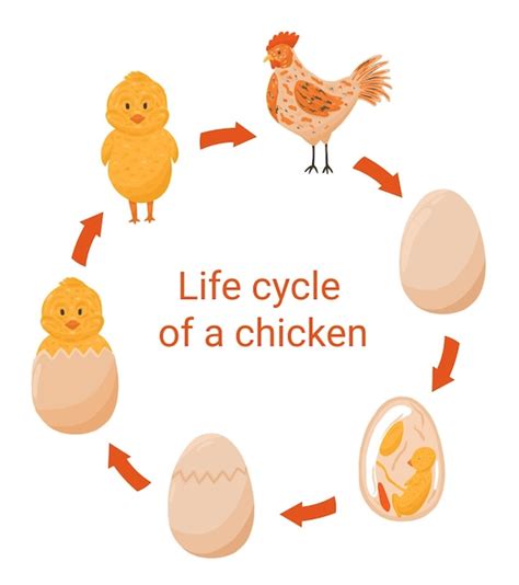 Concepto De Ciclo De Vida De Pollo Ilustraci N De Dibujos Animados De